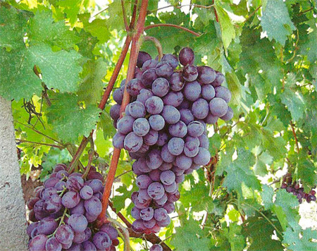 Сорт винограда Милана