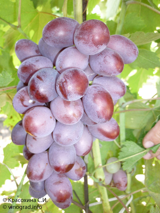 гроздь винограда Модерн