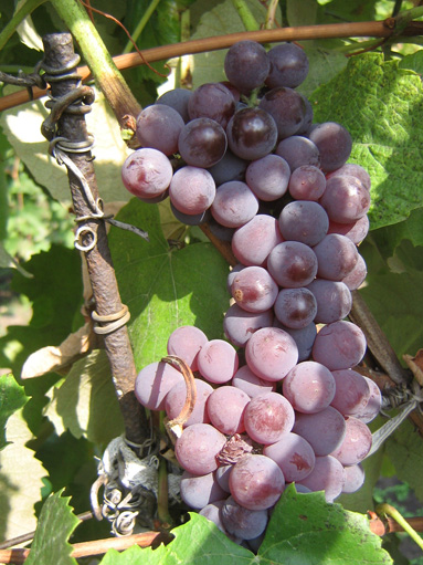 Салем (Salem) – сорт винограда