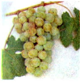 Сорт винограда Волго-Дон