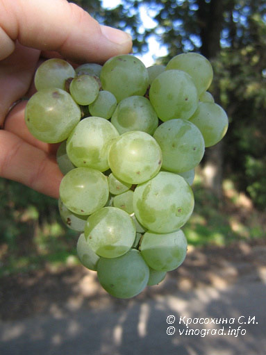 Мушкетный -  сорт винограда