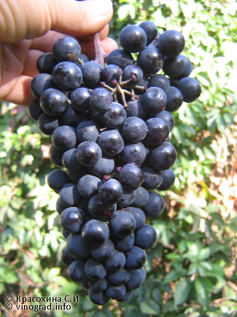 Сорт винограда Арташати кармир