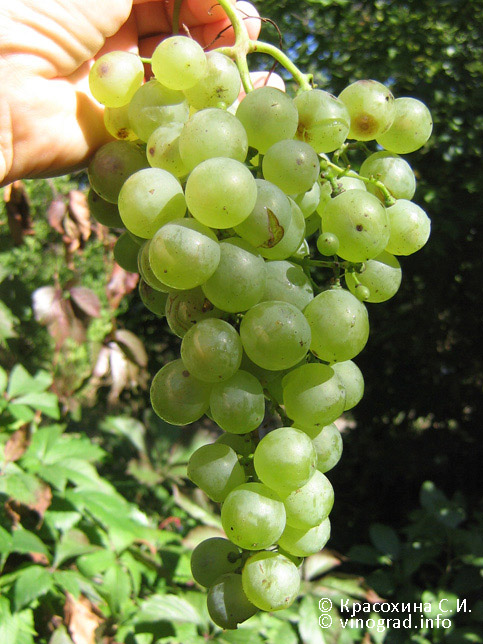 Сорт винограда Цимлянский белый