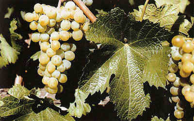 Зенит – винный сорт винограда