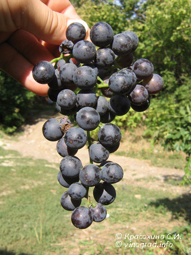Аленький - сорт винограда