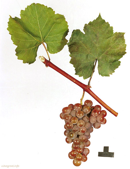 GM 318-57 (Алан-3)  - гроздь винограда