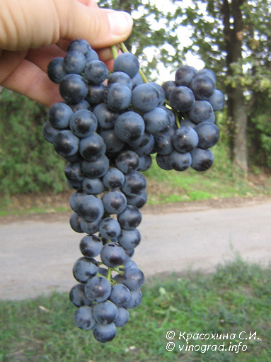 Саперави картлис - гроздь винограда
