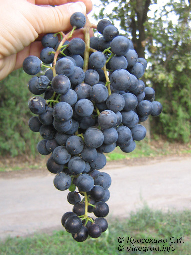 Сильняк - сорт винограда
