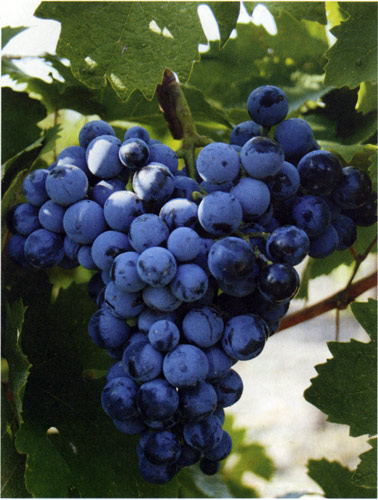 Литдар - винный сорт винограда
