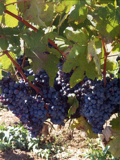 Зинта - винный сорт винограда