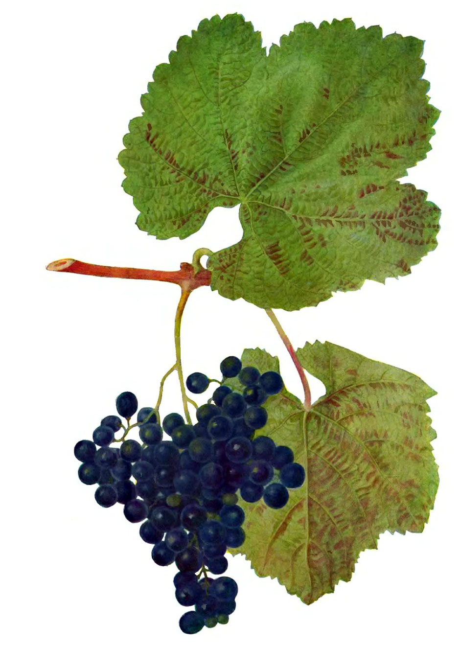 Джани – грузинский сорт винограда