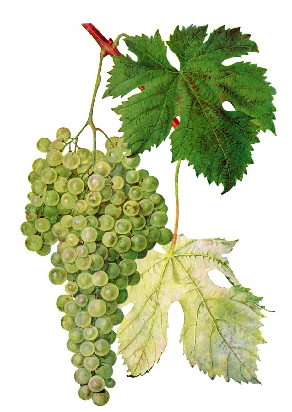Грзелмтевана (Grzelmtevana) - грузинский винный сорт винограда