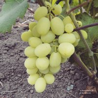 Айсар - сорт винограда