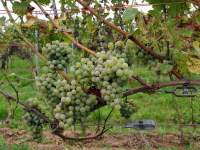 Альбиньяк виноград