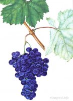 Александроули гроздь, лист