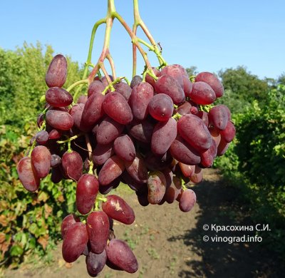 Виноград аметист новочеркасский описание сорта и фото