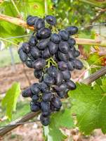 Армения виноград