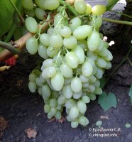 Арсеньевский виноград
