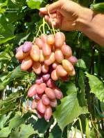 Гроздь сорта винограда Ася, © Фото Красохиной С.И.