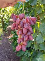 Гроздь сорта винограда Ася, © Фото Красохиной С.И.