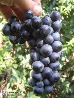 Асыл кара сорт винограда