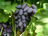 Атос — виноград