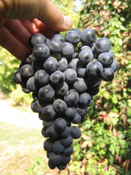 Бастардо магарачский - сорт винограда