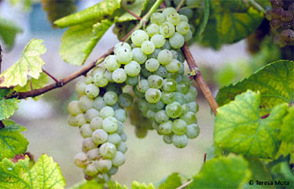Батока (Batoca) - сорт белого винограда