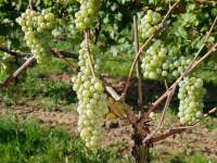 Бисер поморийски виноград