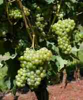 Блаттерле виноград