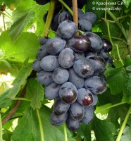Блек гранд виноград