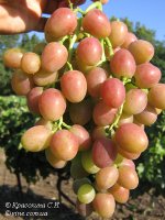 Блестящий виноград