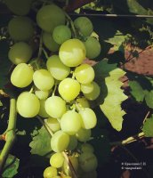 Боярин - столовая гибридная форма винограда