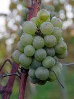 Кадийон гро виноград