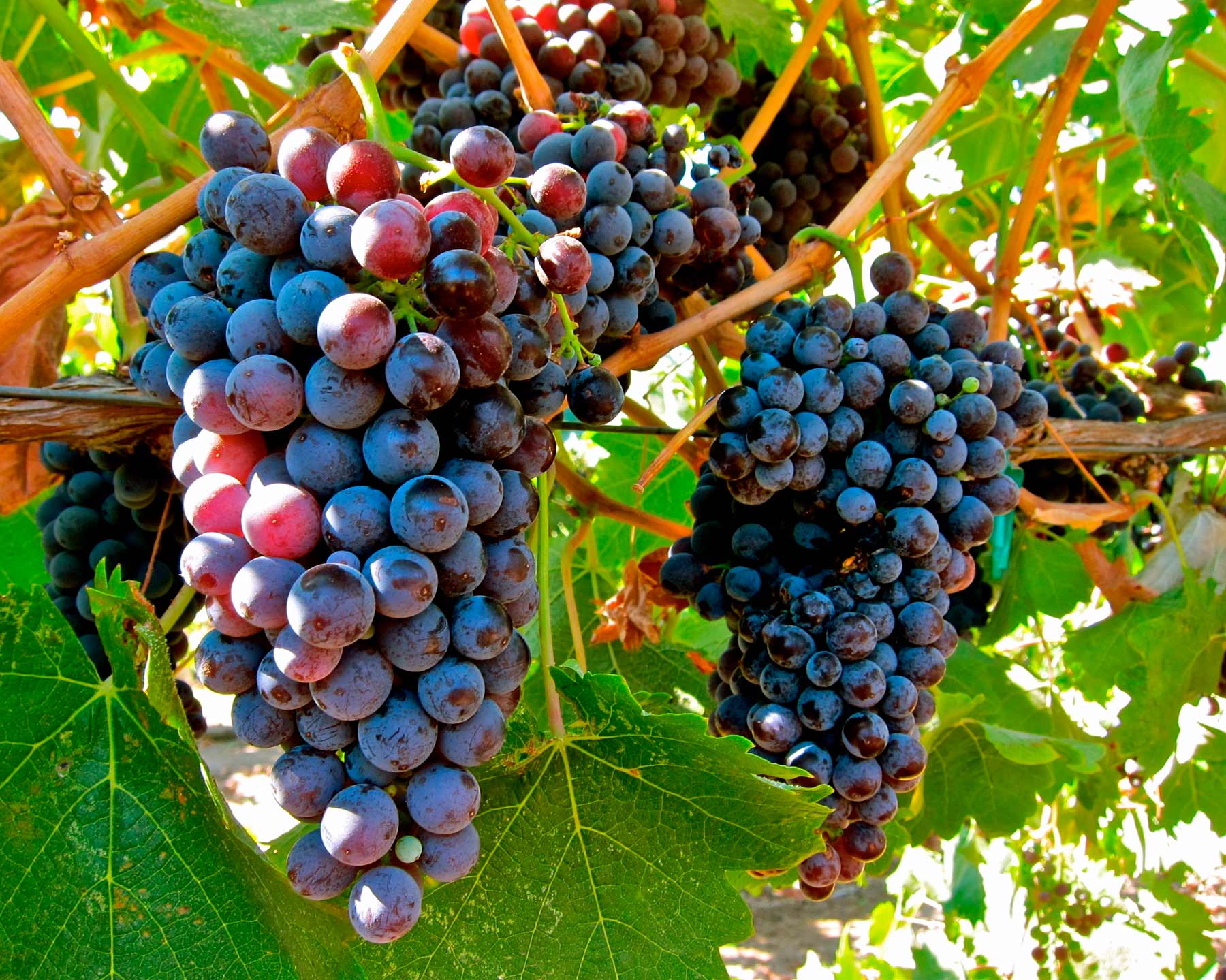 Sebero - grapes (виноград)