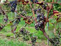 Каруби виноград