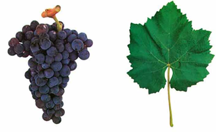 Периквита (Кастелан) - сорт винограда