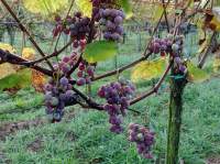 Катоба виноград