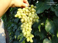 Сентеньел сидлис виноград