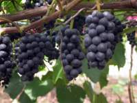 Чонгсан виноград