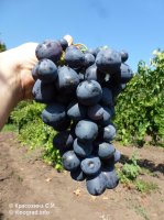 Черная Болгария виноград