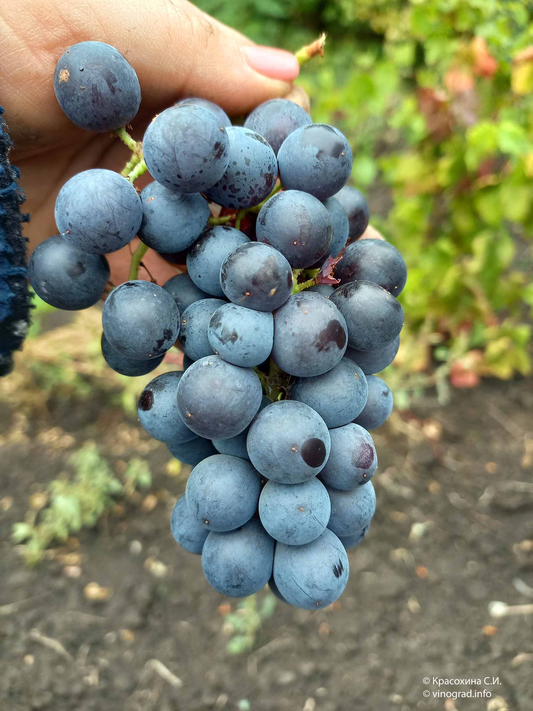 Ливадийский чёрный виноград виноград