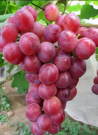 Мускат флаш - сорт винограда