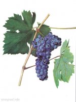Цимлянский черный сорт  винограда