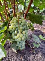 Цитронный Магарача виноград
