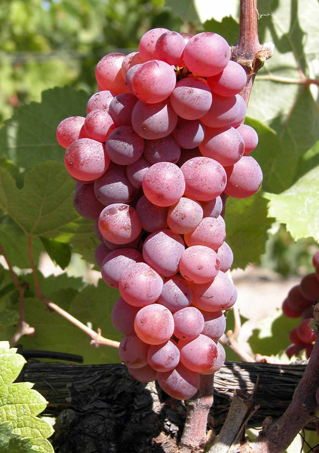 Клерет розовый - сорт винограда