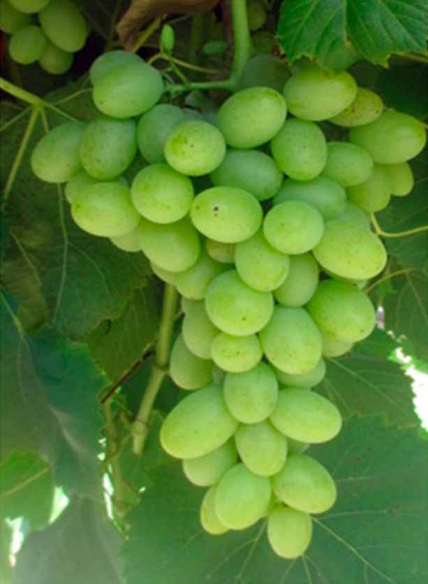 Компассион, Сострадание виноград