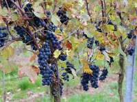 Контесу (Кудерк 7106) виноград