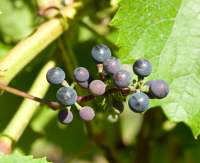 Кудерк 161-49 гроздь