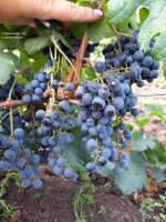 Цвайгельт виноград